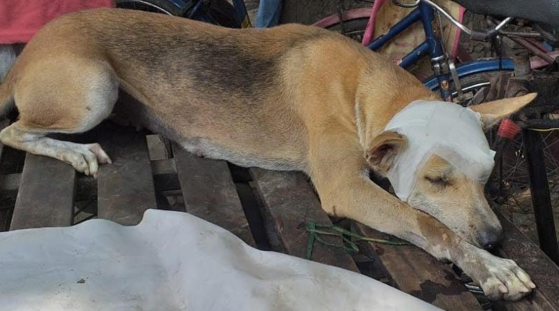 A dog beaten up by a youth in Bangaon, accused arrested