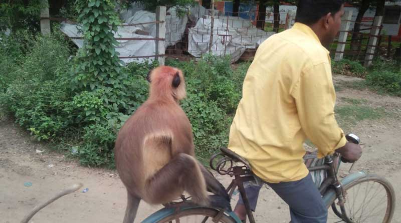 in a hilarious video, Monkey wants to ride a bicycle