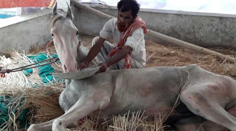Illing horses hits tourism in West Bengal’s Purulia districts