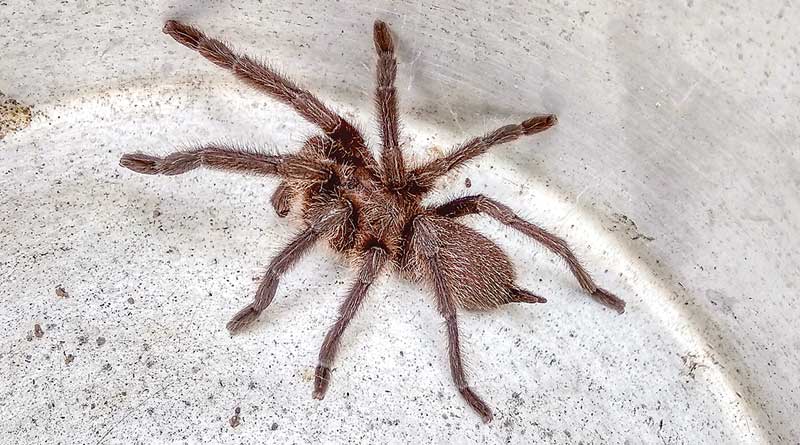 Tarantula sparks Panic in the villages at Jhargram District
