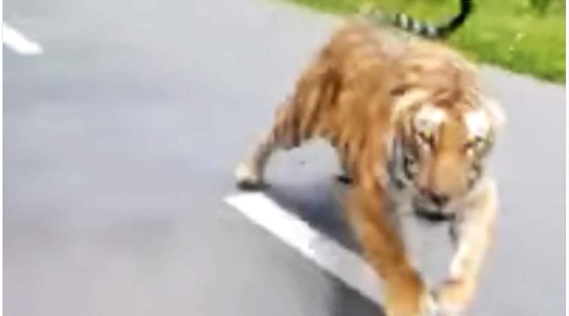 Kerala: A Tiger chases bike riders, hair-raising video goes viral