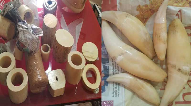DRI arrested a couple, seized tiger and elephant's teeth at Park Circus