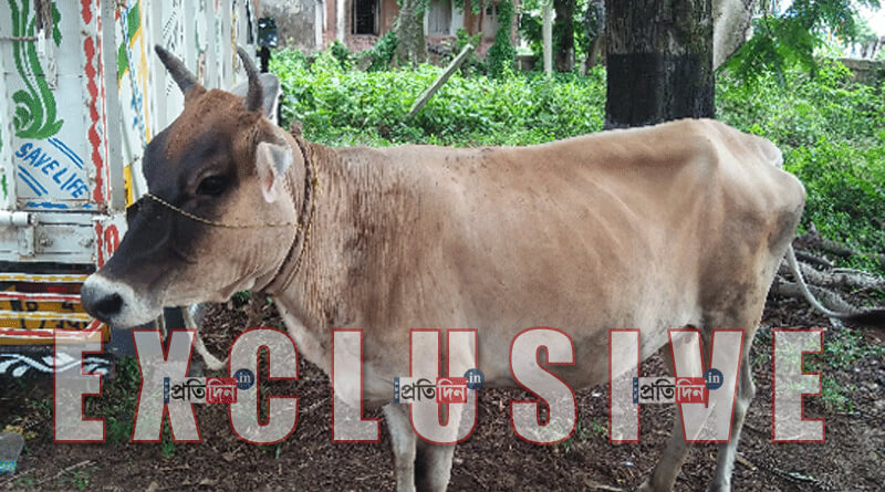 Cow Puts Police in trouble at Bhatar in East Burdwan