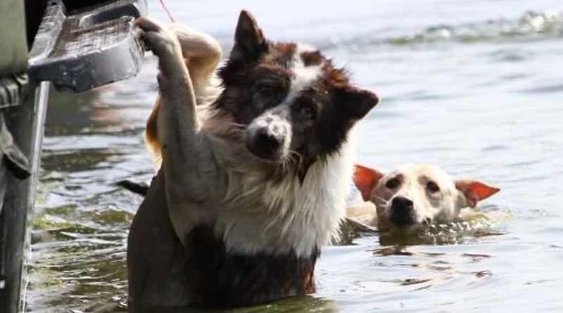 A stray dog in Mumbai was mercilessly beaten up by security guards
