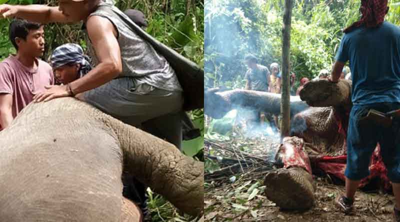 After Mizoram, Nagaland villagers feast on elephant meat