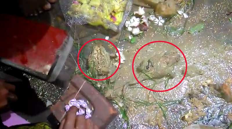 Frog wedding held in Asansol's Jamuria to appease rain god