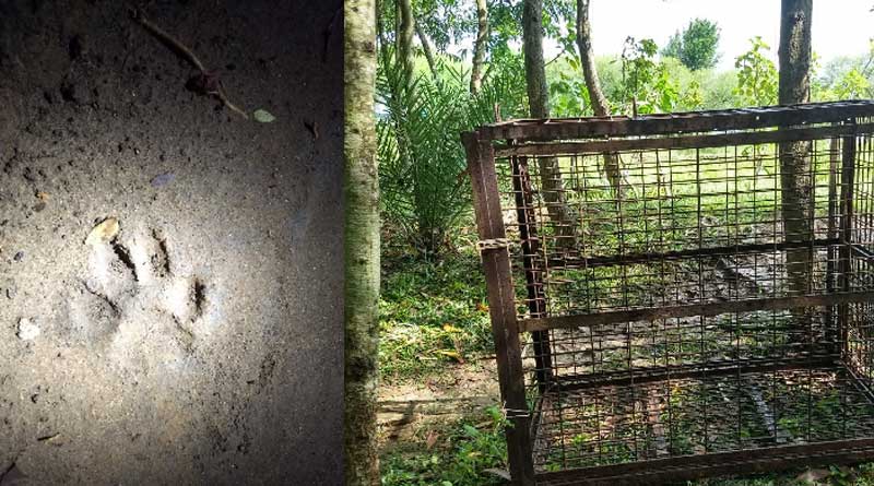 Tiger scare in Jhargram, Forest department install cave in the area