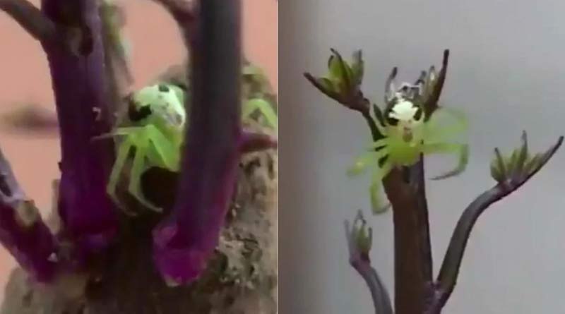 Spider with human like face on its back horrifies netizen