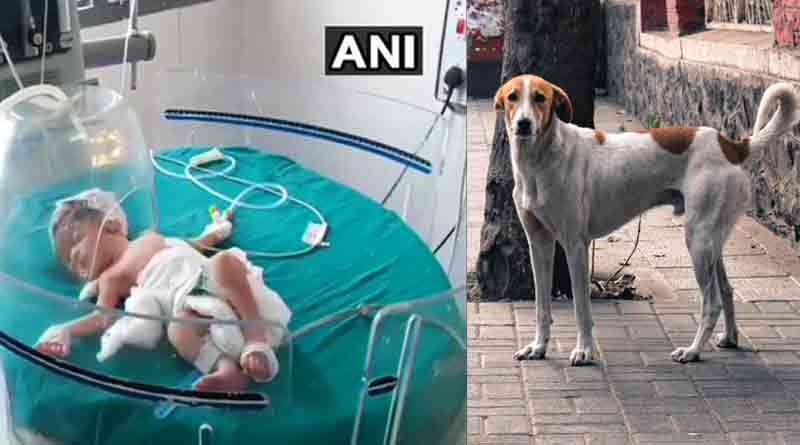 Stray dogs rescue baby after woman dumps it in drain