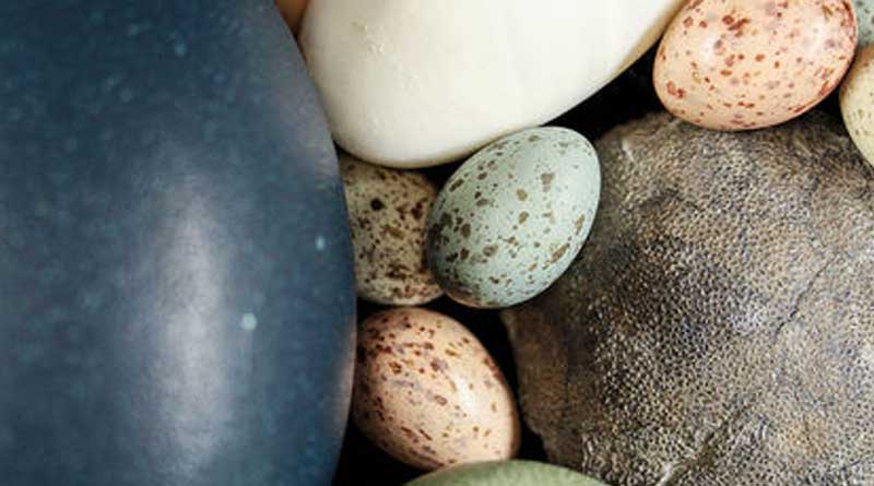10 yrs old child found fossils of Dinosaur's eggs in China