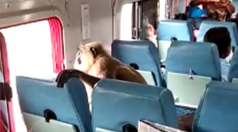 A monkey enjoying the train ride on saturday morning