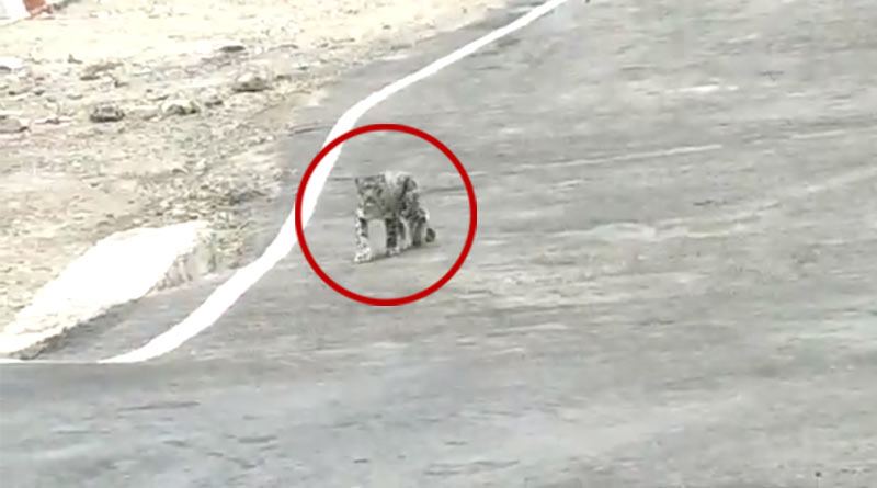 A snow leopard was spotted at Uttarakhand’s Gangotri National Park