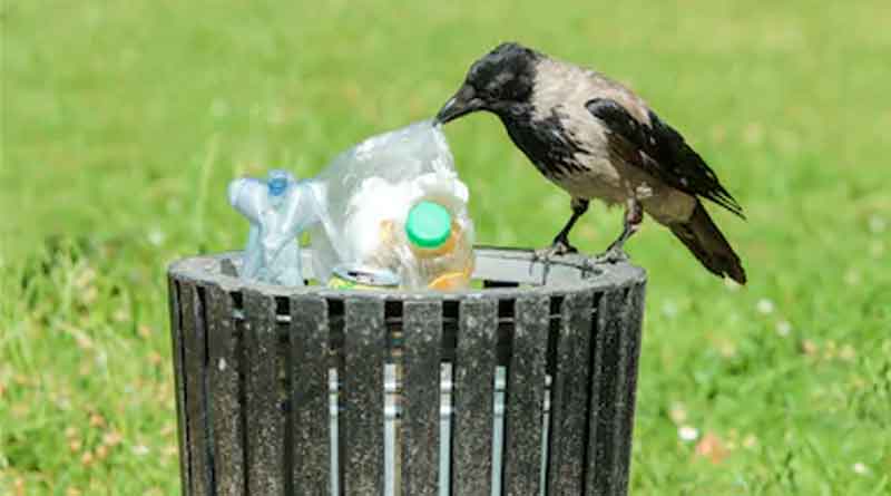 Crow throws empty plastic bottle in dustbin, video goes viral