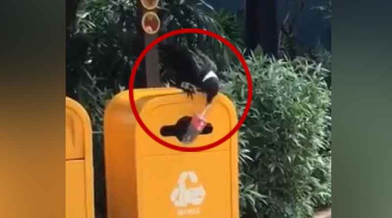 Crow