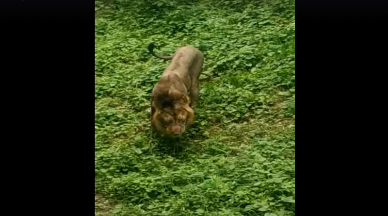 A lion was spotted eating grass at Gujarat's Gir forest
