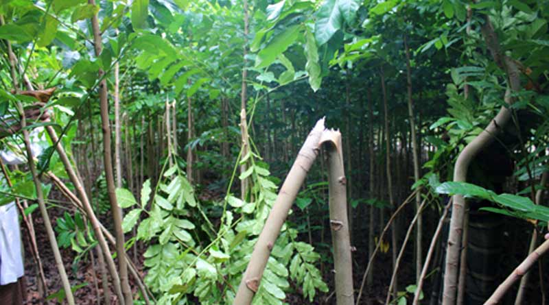 Many trees cut down in Nadia due to rumour of cancer