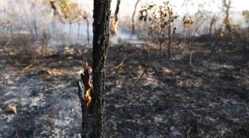 Bolivia hires tanker planes to douse massive Amazon fire