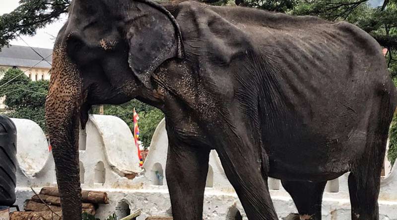 70 years old elephant dies after percipating parade forcefully in SriLanka