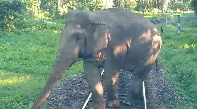 Train driver turns saviour for elephants in Alipurduar