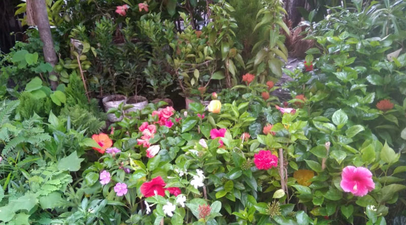 Tree fair at Purbasthali,Burdwan spreads awarness on environment