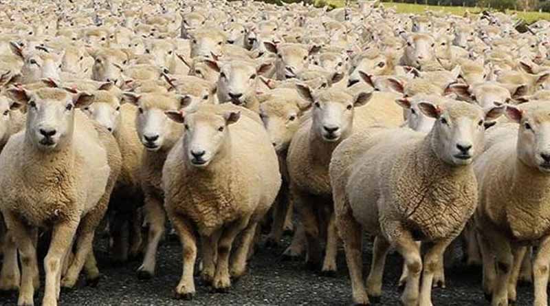 Uttar Pradesh man takes 71 sheep to let wife go with lover