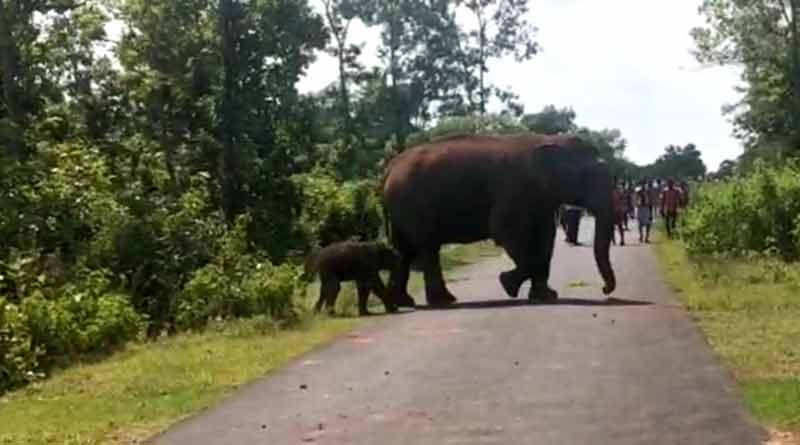 14 Elephant entred in purulia's tourist spot, sparks panic