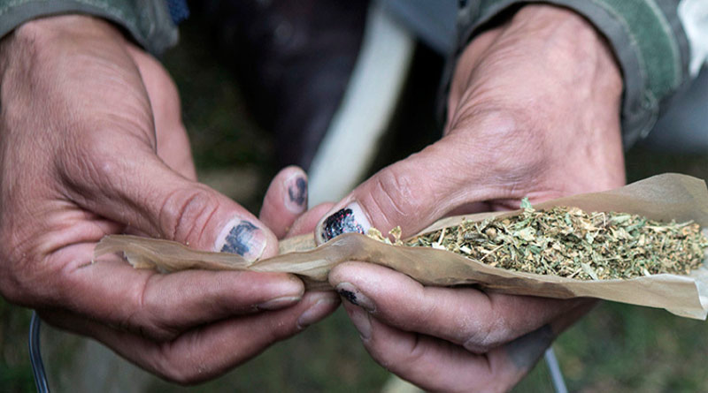 Delhi the Third Highest Consumer of Cannabis in th world