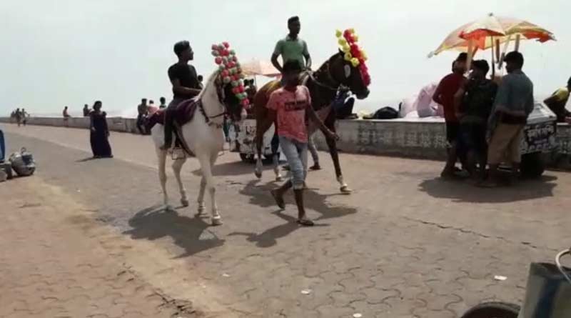 Horse
