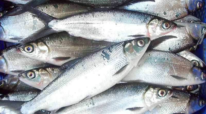 Milk Fish cultivation in East Medinipur's Haldia