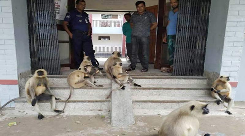 Monkeies stage protest in Bangladesh's Jessore