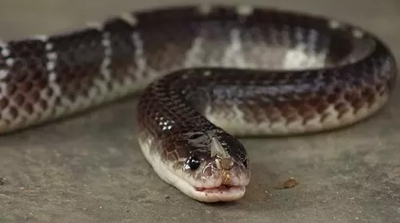 Group D staff of health centre in East Midnapore makes perfect clinical diagnosys and saves patient from snake bite | Sangbad Pratidin
