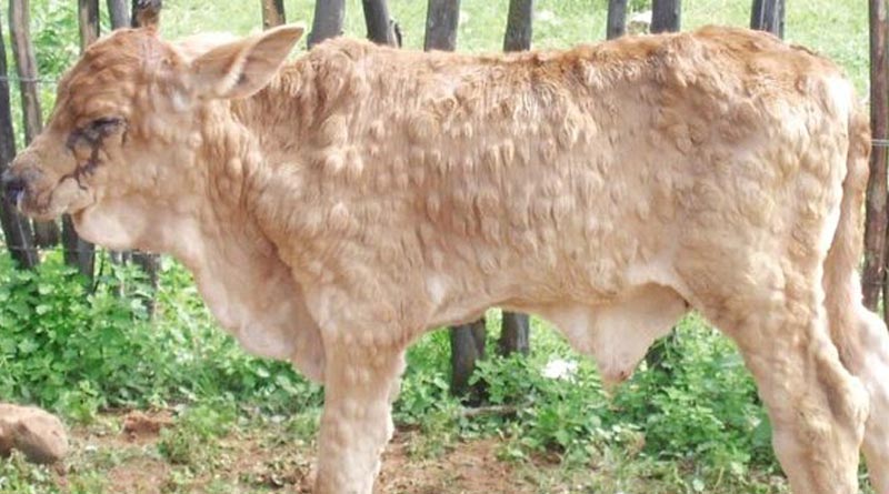 Lumpy skin disease of cattle: A growing problem in Purulia