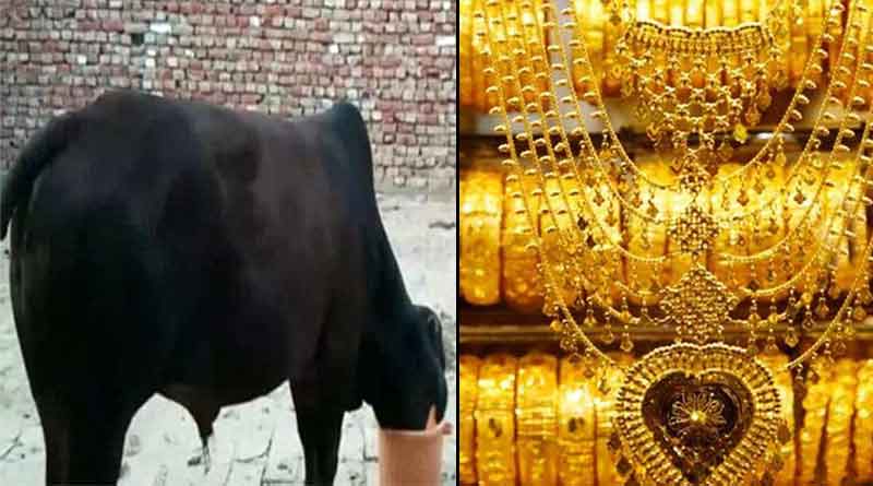 A bull eats 40 grams gold ornaments in Haryana's Sirsa