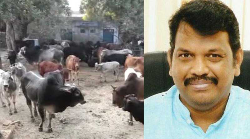 Stray cattle turning ‘non-vegetarian, claims BJP Minister