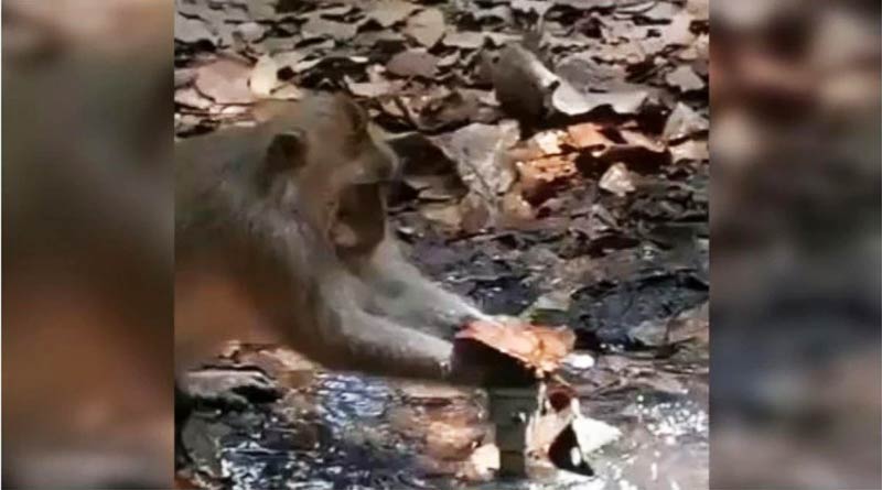 Monkey used dry leaves to fix leaking pipe. Viral goes video