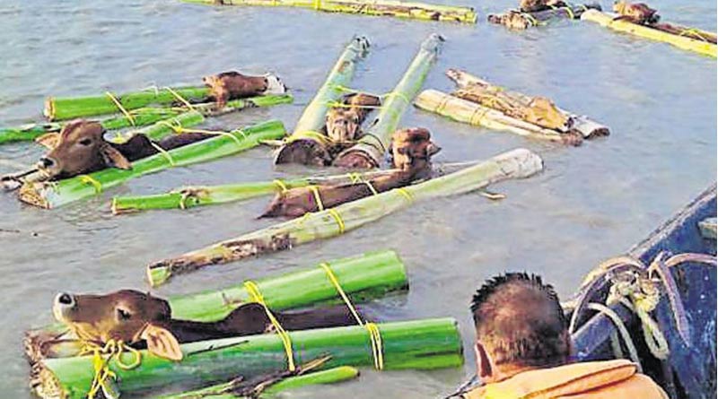 BSF demands CBI probe into cattle smuggling on Bangladesh border