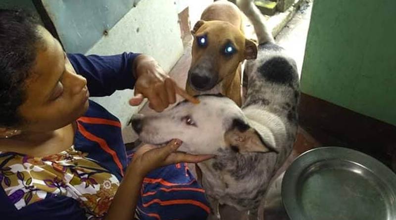 Kolkata animal rescue center organizes 'Bhai Phota' for canines