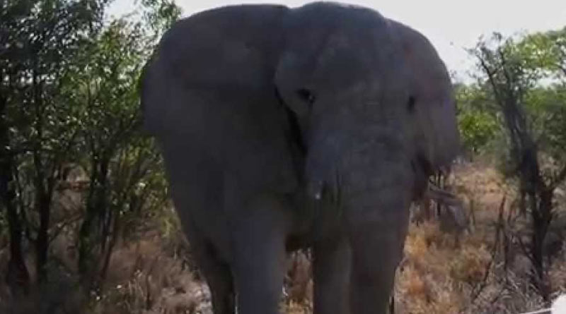Elephant attacks forest guards while driving, 8 injured in Purulia