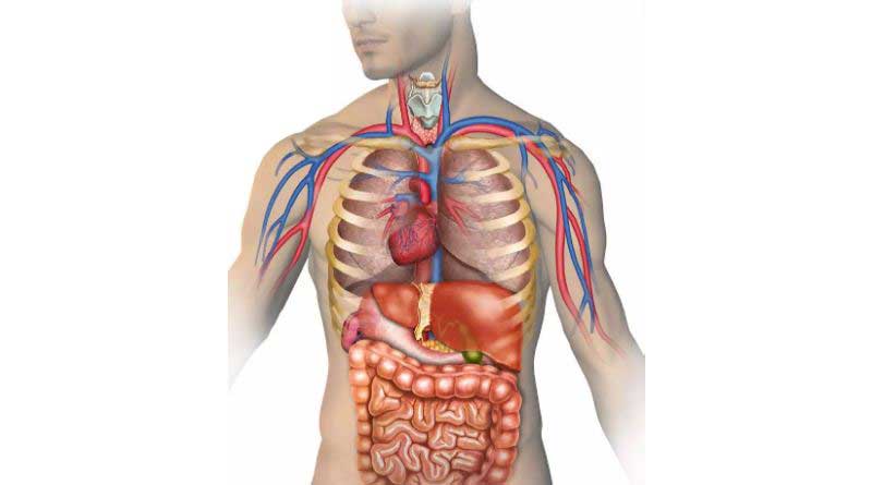 A youth has heart points toward the right side of his chest instead of the left side