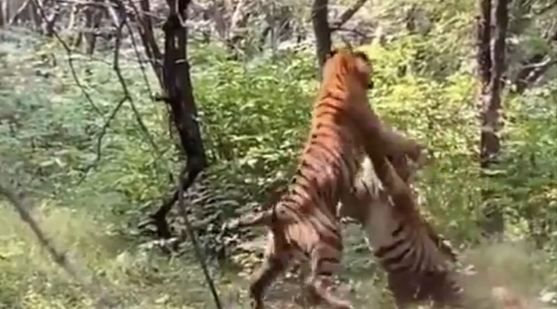 Two Ranthambore Tigers In A "Brutal" Fight Over A Tigress