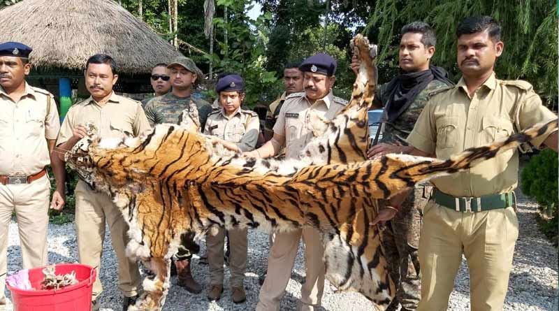 14 feet tiger skin recovered from Alipurduar, poachers arrested