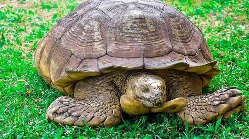 344 years old tortoise died in the palace of the traditional ruler of Nigeria