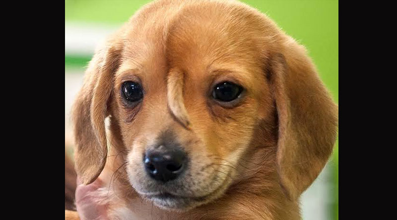 A puppy has tails on his face, video viral on social media