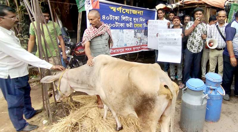 Serampur town TMC replies Dilip Ghosh's cowmilk theory by unique campaign