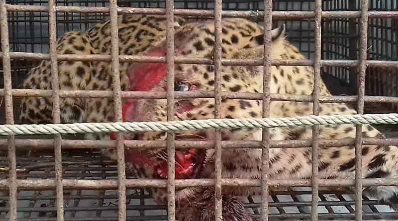 Forest officials cage leopard at a tea garden in Dooars