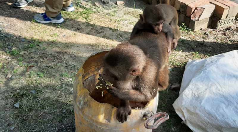 Sundarban Monkeys eating Biryani, environmentalist seeing danger