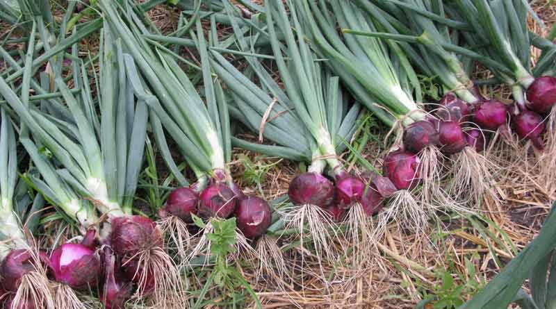 Farmers keep strict vigil to stop onion theft in Bangladesh
