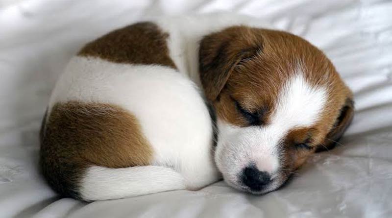 A puppy allegedly attacked by drunken man in Birbhum's Suri