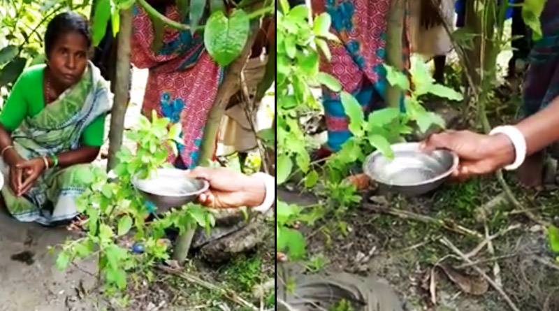 Amazing! This Tulsi plant in Jalpaiguri is 'drinking' water