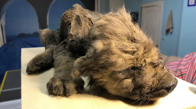 18,000-year old puppy found perfectly intact in Siberia